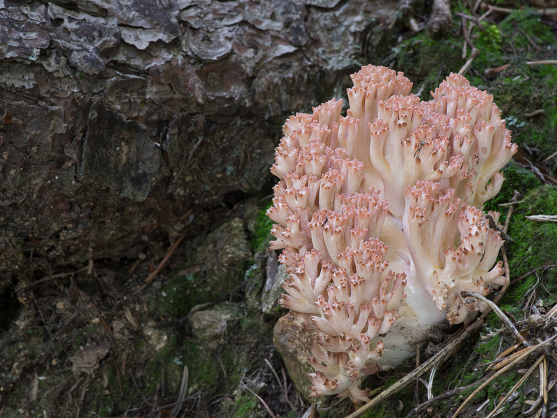 Ramaria rubripermanens